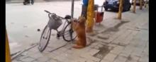 Capture d'écran d'une vidéo montrant un Chine qui garde le vélo de son maître.