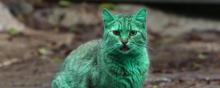 L'étrange chat vert de Varna en Bulgarie.
