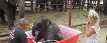 Un éléphanteau, tout à sa joie de prendre un bain.
