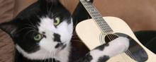 Un chat avec une guitare.