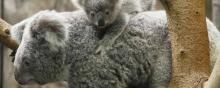 Un koala et son petit.