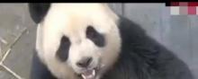 Panda reproduction zoo