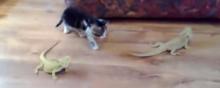 Video Insolite Chat Iguanes