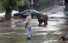 Un hippopotame dans les rues de Tbilissi.