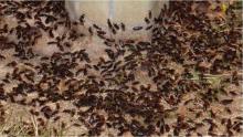 Un village de l'Essonne subit actuellement une étonnante invasion de coléoptères.