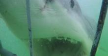 Video Attaque Requin Blanc