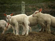 Des agneaux dans une bergerie.