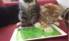 Deux chats jouent avec des souris sur un Ipad