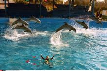 Des dauphins à Marineland.