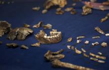 Les ossements de l'Homo naledi découvert en Afrique du Sud.
