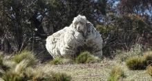 Mouton laine Australie