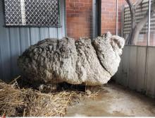 Chris le mouton avant qu'il soit débarrassé de 40 kilos de laine.