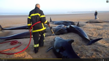 Des baleines échouées sur une plage.