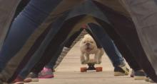Bulldog skateboard