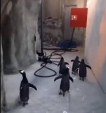 Pingouins évasion