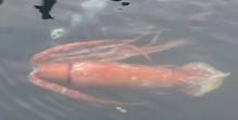 Calamar géant 