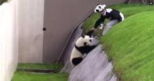 panda maladroit japon