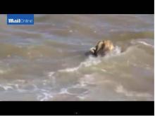 Un lion sauvé des eaux en Inde.
