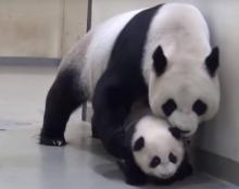 Pandas adulte et bébé