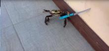 Crabe-Couteau-Vidéo