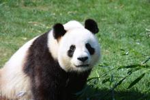 Panda Huan Huan Beauval 