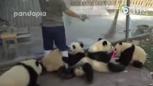 Des pandas très joueurs empêchent l'employée d'un zoo de travailler.