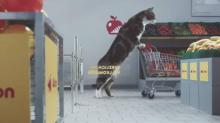 Cette pub de la chaîne allemande Netto Marken-Discount met en scène des chats dans un supermarché.