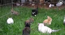 Les chatons et les lapereaux mignons dans l'enclos. 