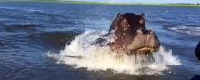 Hippopotame Géant Rivière Vidéo