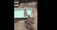 Le raton laveur Kuru a trouvé comment attirer l'attention des visiteurs du zoo de Mori Kirara à Sasebo au Japon.