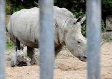 Un bébé rhinocéros blanc.