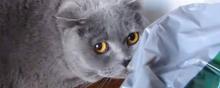 Video Insolite Chat Coupable