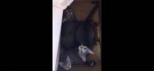 chatons chats abandonnés carton 