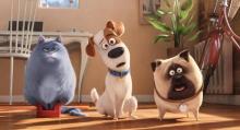 Le film d'animation Comme des bêtes aura une suite dont la sortie est prévue pour juillet 2018.