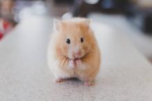 Petit hamster roux triste