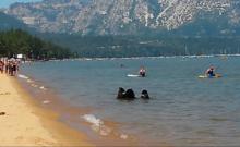 Une famille d'ours fait trempette dans un lac en Californie.