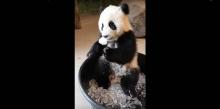 Panda joue avec de la glace 