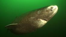 Un requin du Groenland, qui peut vivre jusqu'à 400 ans.