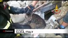 La chatte Giorgiana a été sortie des décombres par les pompiers 16 jours après le tremblement de terre qui a frappé l'Italie.
