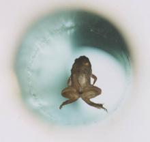 Une grenouille en lévitaton au IgNobel