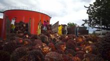 Des ouvriers récoltent l'huile de palme en Indonésie