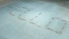 Des poissons morts sous la patinoire d'un parc Space World au Japon, formant le mot "Hello"