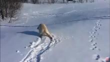 Un labrador glisse dans la neige.