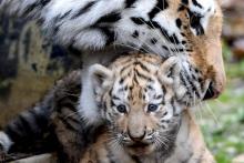 Un petit tigre de Sibérie et sa mère.