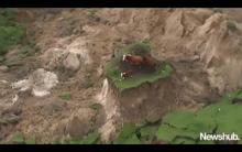 Les trois vaches coincées au milieu des terres ravagées par le séisme. 