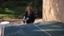 Un chien joue au tennis de table avec son maître