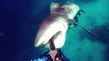 Un plongeur attaqué par un requin en Australie, se défend avec son harpon