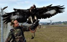 L'aigle D'Artagnan lors d'une démonstration de chasse au drone le 6 janvier 2017 sur la base aérienn