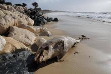 dauphin mort échoué france animal cétacé mammifère marin