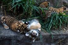 Tigres bébés animaux mignons naissance parc animalier salvador